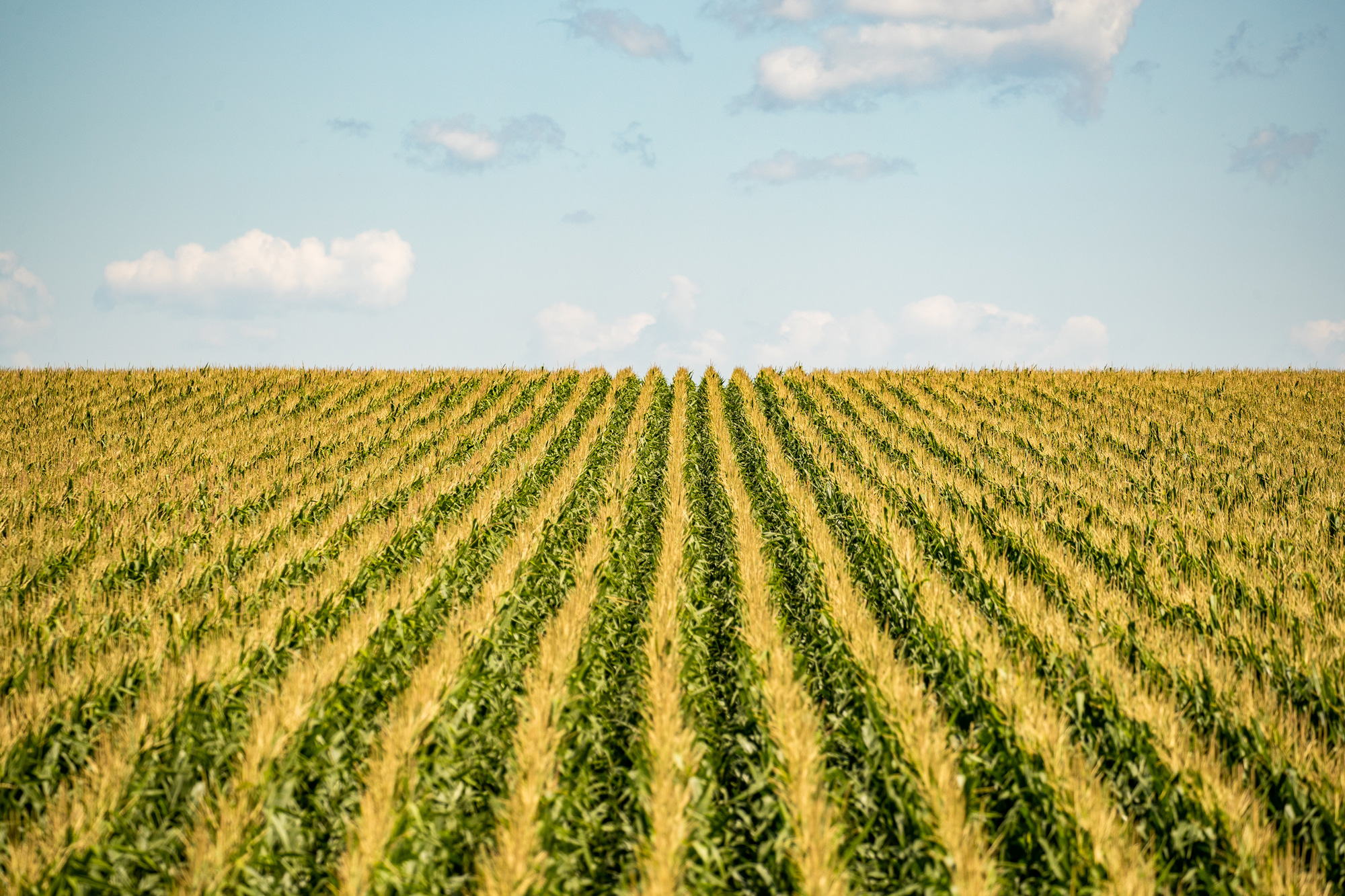 Rows of corn in a field