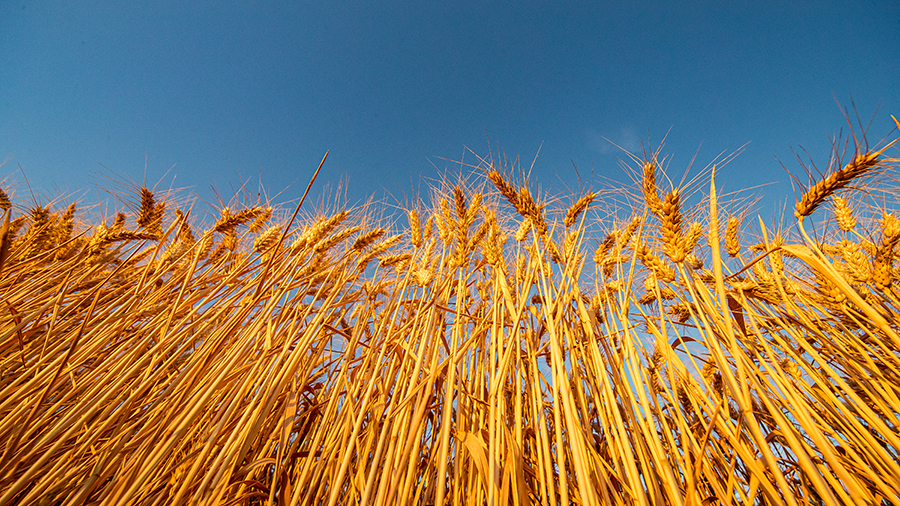 Wheat stalks