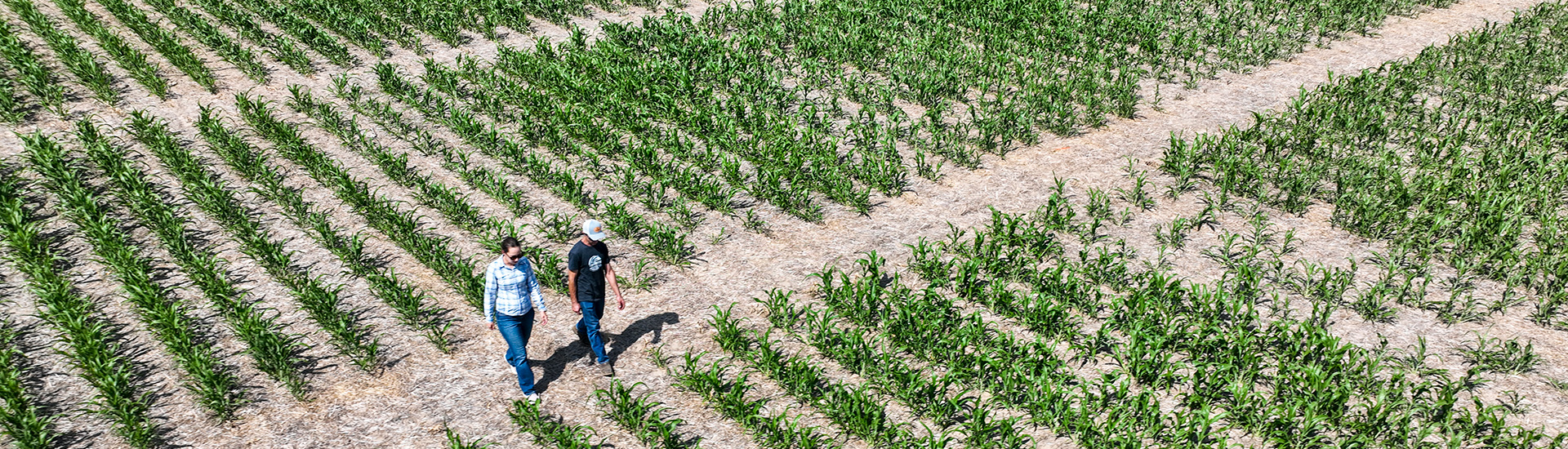 Two people walking through sorgum field