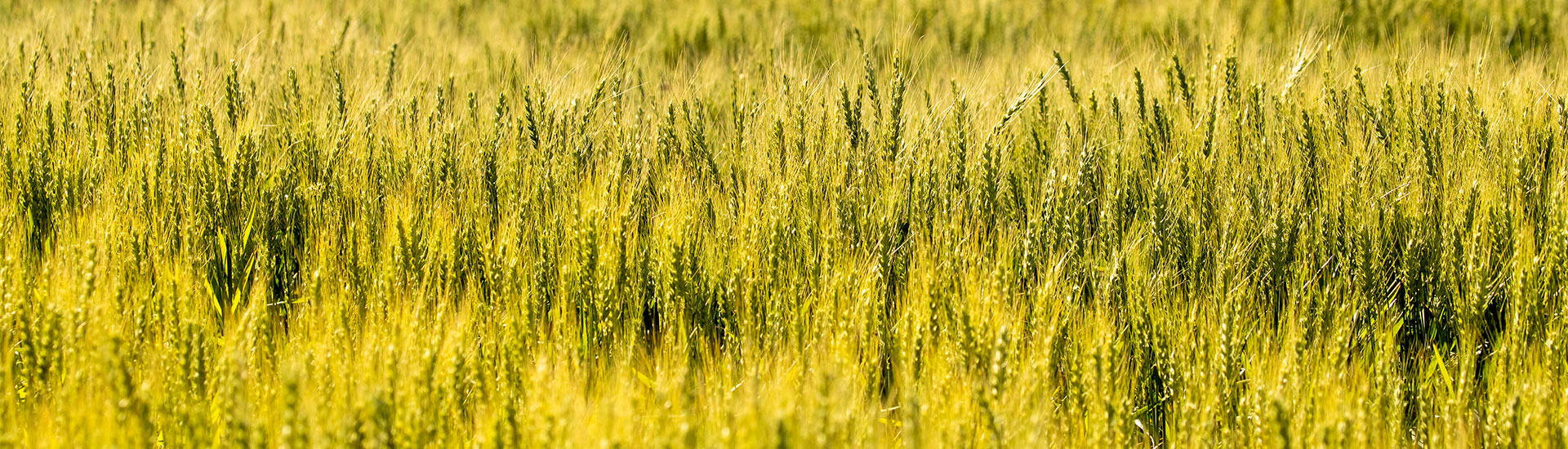 Wheat field